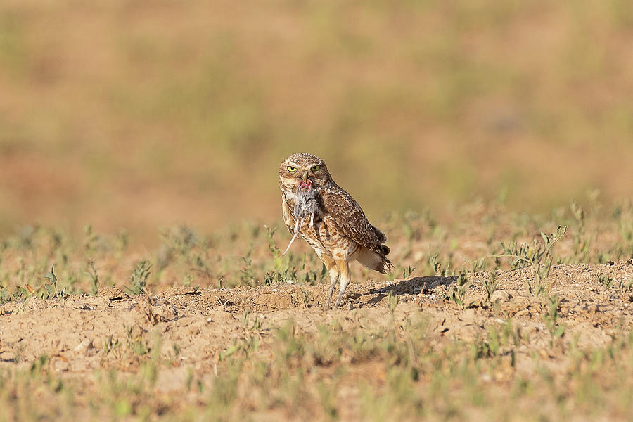 Burrowing Owl Shows off Breakfast Photograph by Tony Hake