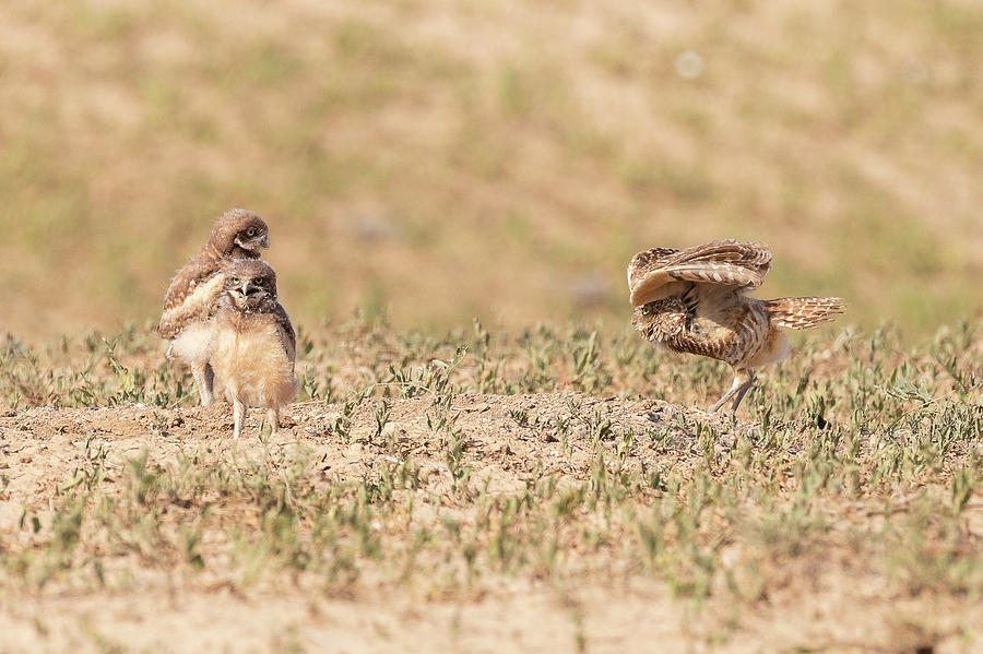 Burrowing Owl Shows Off For Her Owlets Photograph by Tony Hake