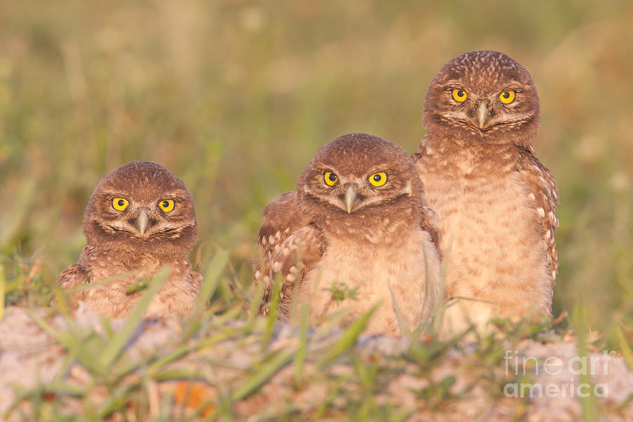 Burrowing Owl Siblings Photograph by Clarence Holmes