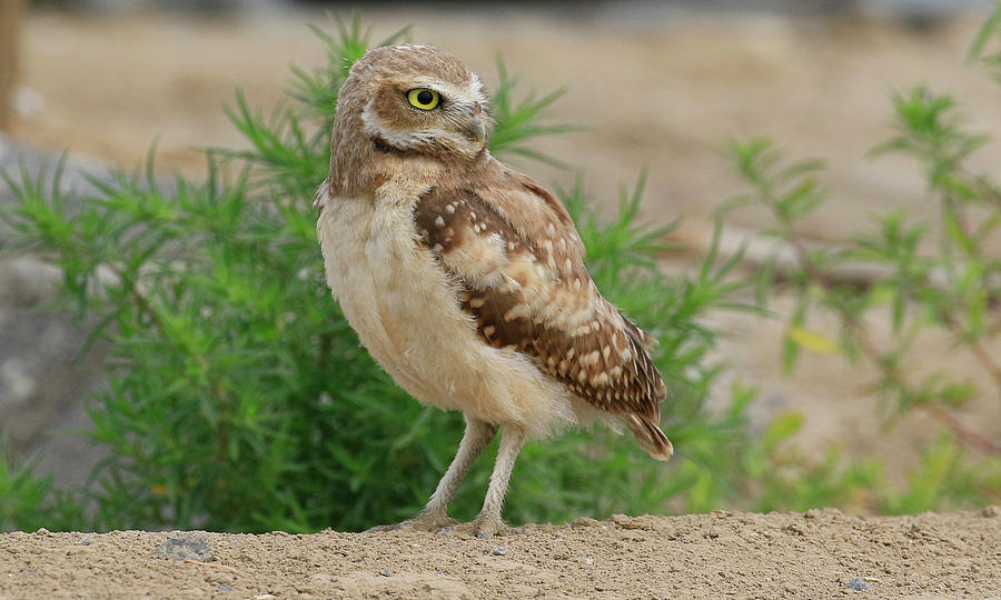 Burrowing Owl Standing  Photograph by Steve McKinzie
