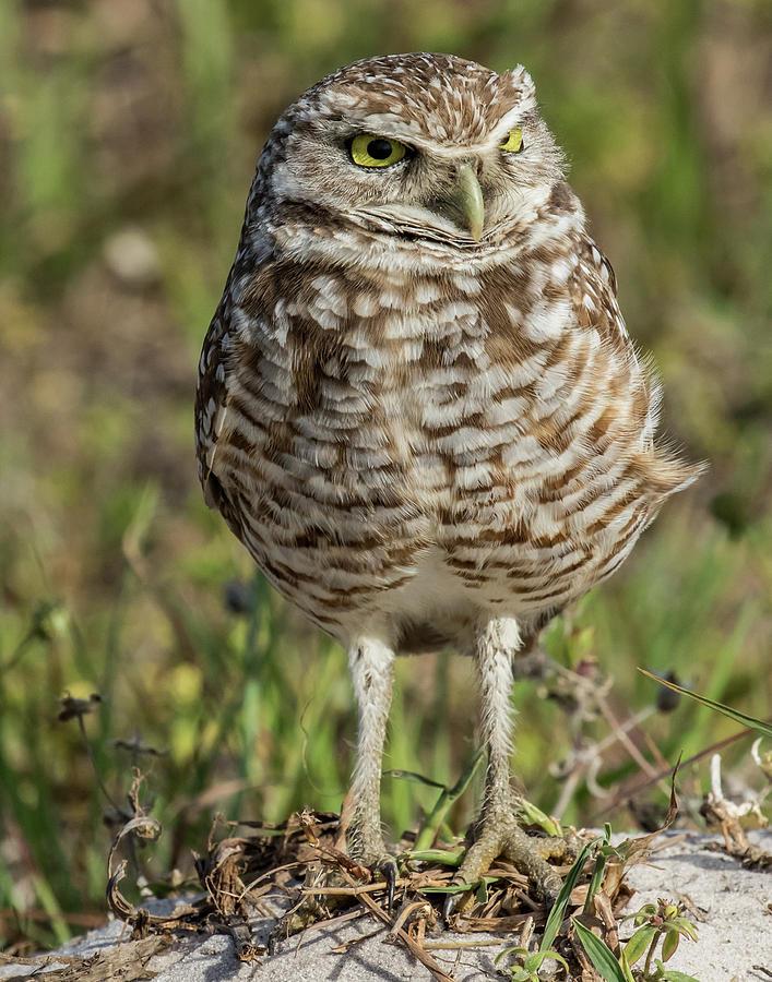 Burrowing Owl Standing Tall Photograph by Paula Fink - Pixels