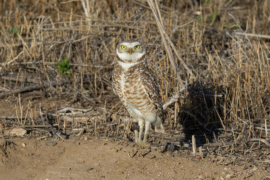 Burrowing Owl Stands Tall Photograph by Tony Hake