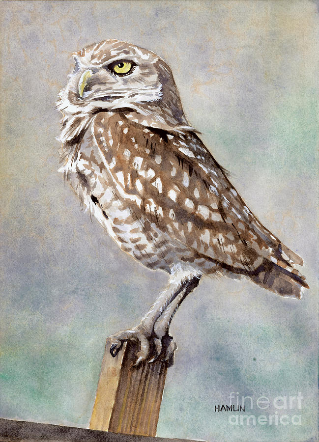 Burrowing Owl Painting by Steve Hamlin