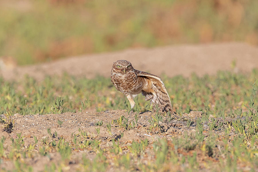 Burrowing Owl Stretches Its Wing Photograph by Tony Hake