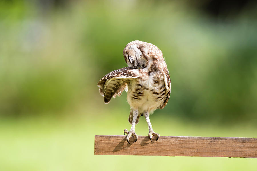Burrowing Owl Stretching Photograph by Tracy Winter