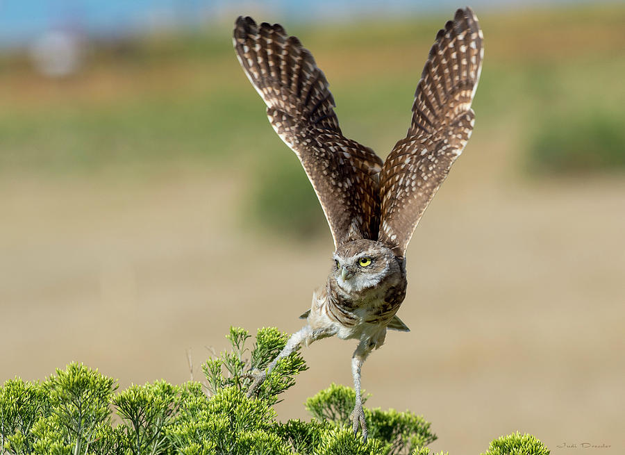 Burrowing Owl Take-off Photograph by Judi Dressler