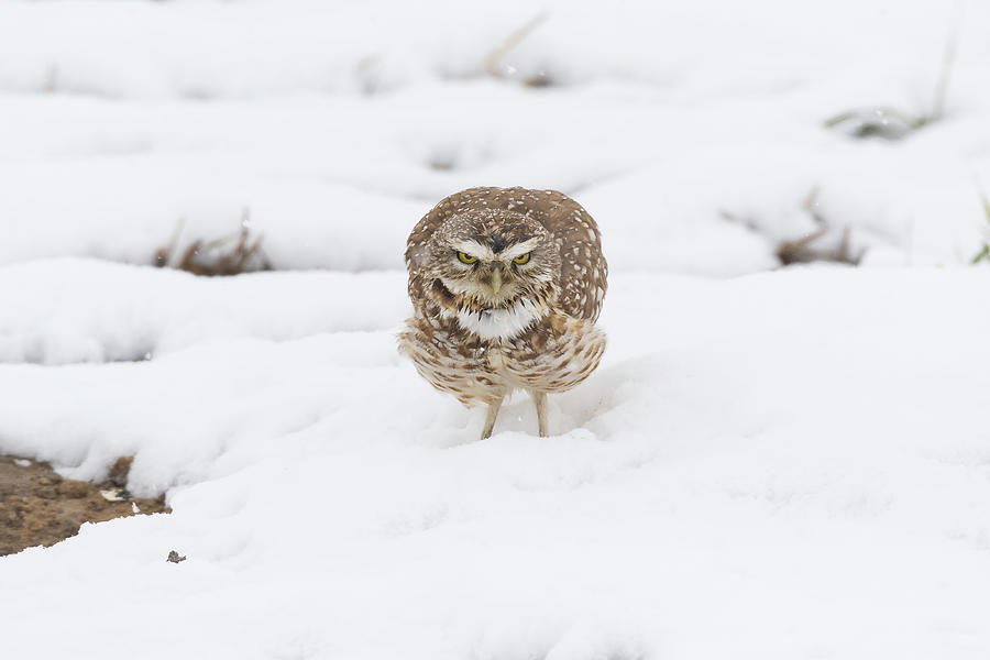 Burrowing Owl Takes a Warning Stance Photograph by Tony Hake