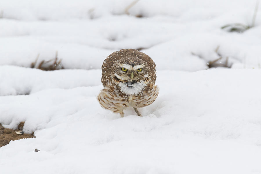 Burrowing Owl Takes an Aggressive Stance Photograph by Tony Hake