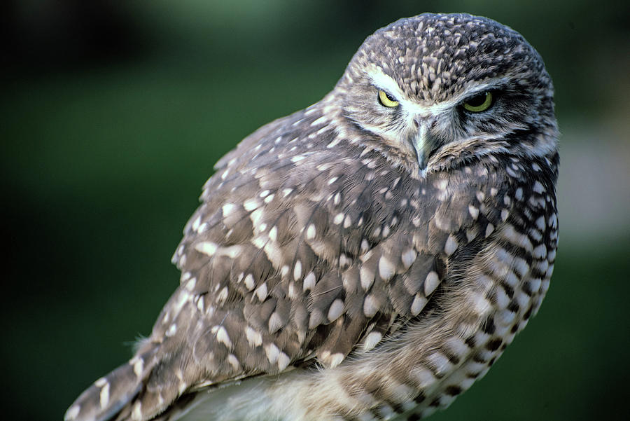 Burrowing Owl Photograph by Teresa Hughes