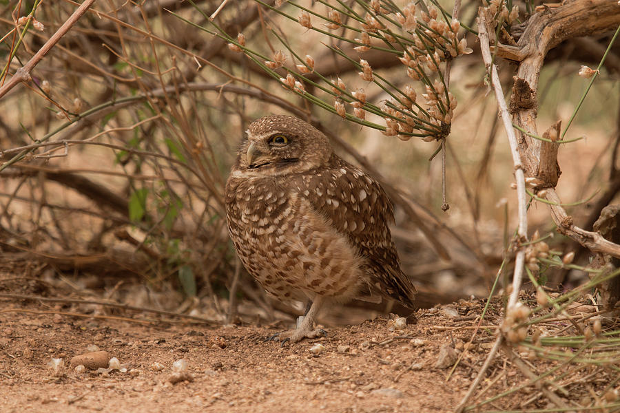 Burrowing Owl Photograph by Teresa Wilson