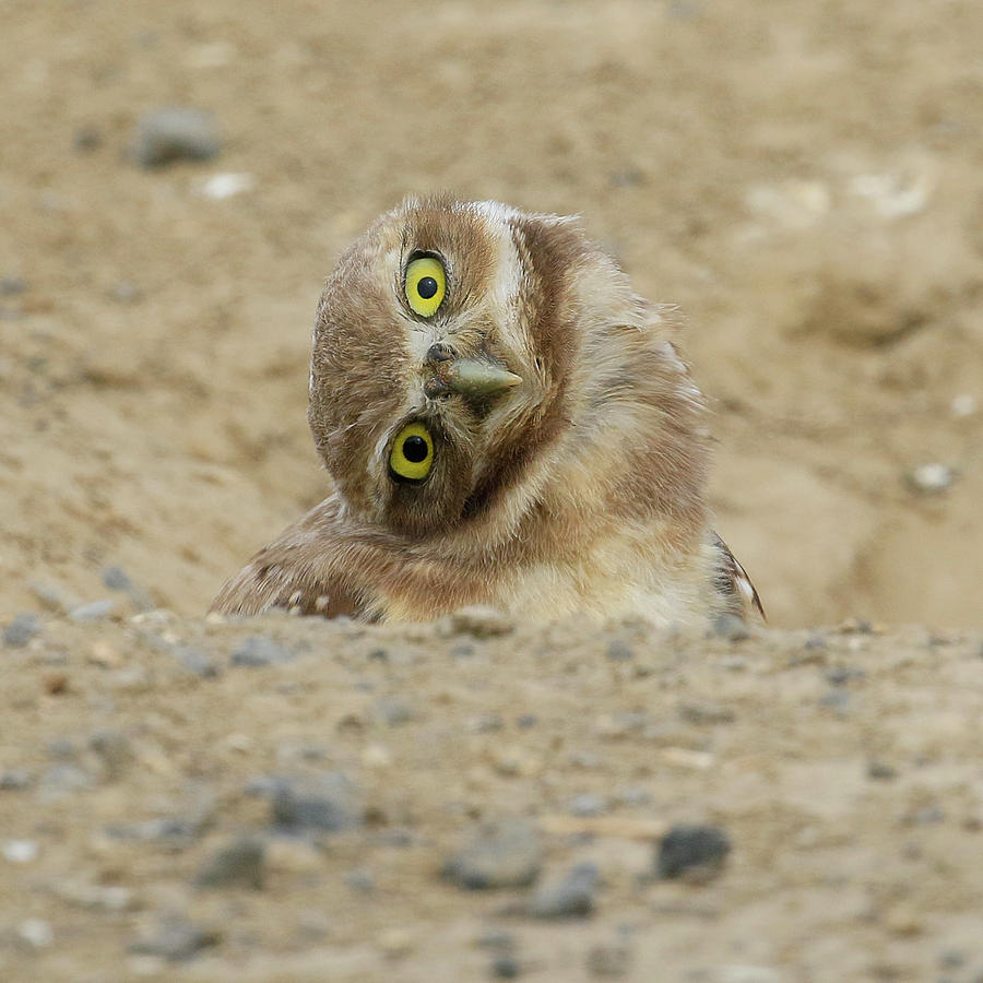 Burrowing Owl Tilted Head Photograph by Steve McKinzie