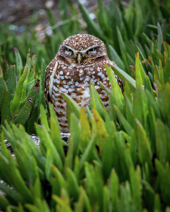 Burrowing Owl Photograph by TM Schultze