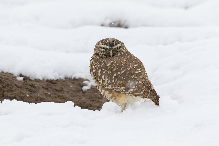 Burrowing Owl Weathers the Snow Photograph by Tony Hake