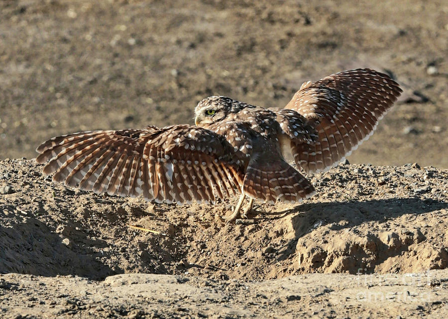 Burrowing Owl Wings Photograph by Carol Groenen