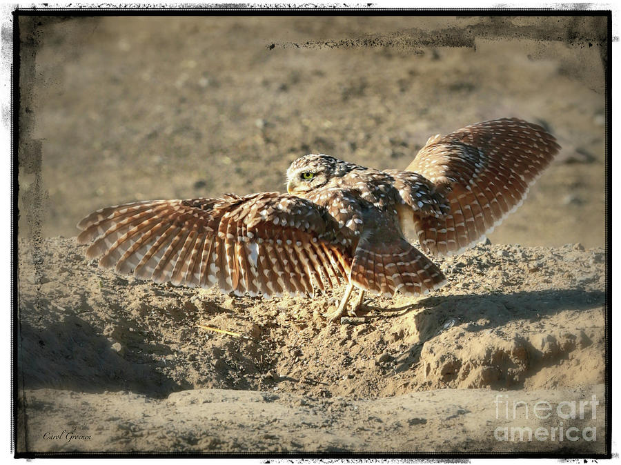 Burrowing Owl Wings with Border Photograph by Carol Groenen