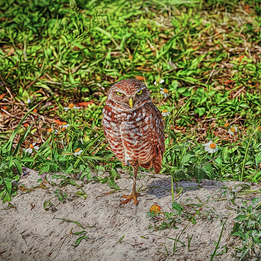 Burrowing Owl with a Burrowing Stare Photograph by John M Bailey