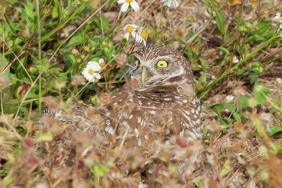 Burrowing owl with wide eye Photograph by Dan Friend