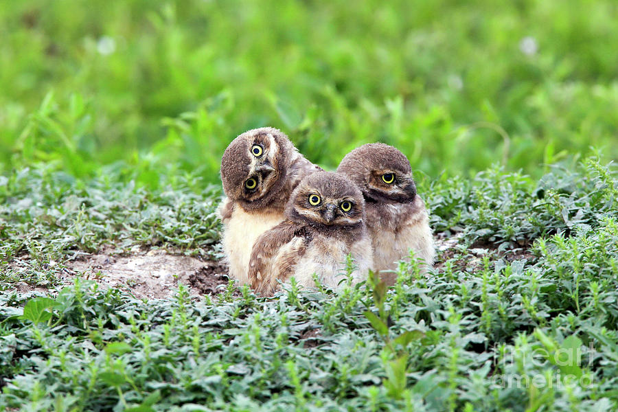 Owl Photograph - Burrowing Owlets 1 by Keith R Crowley