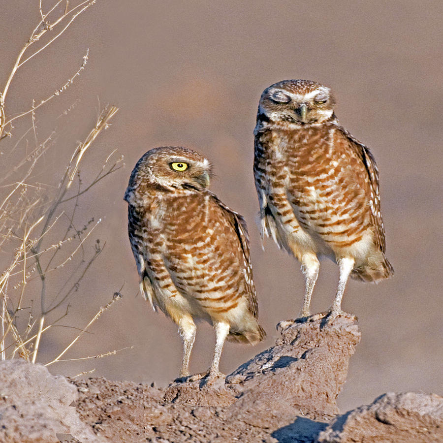 Burrowing Owls at Salton Sea Photograph by Thanh Thuy Nguyen