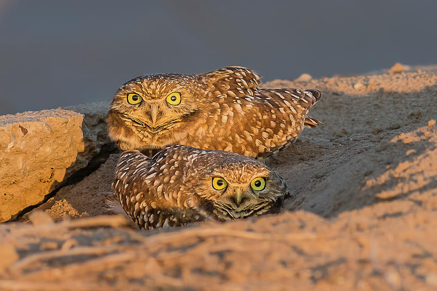 Burrowing Owls at Sunset in the Desert Photograph by Morris Finkelstein ...