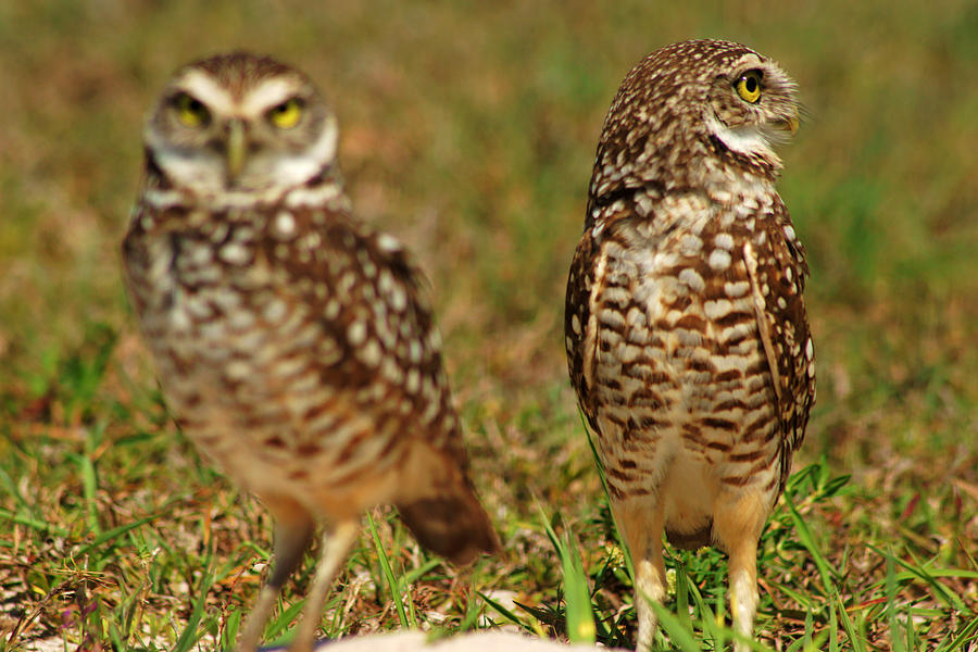 Burrowing Owls Photograph by Daniel Woodrum