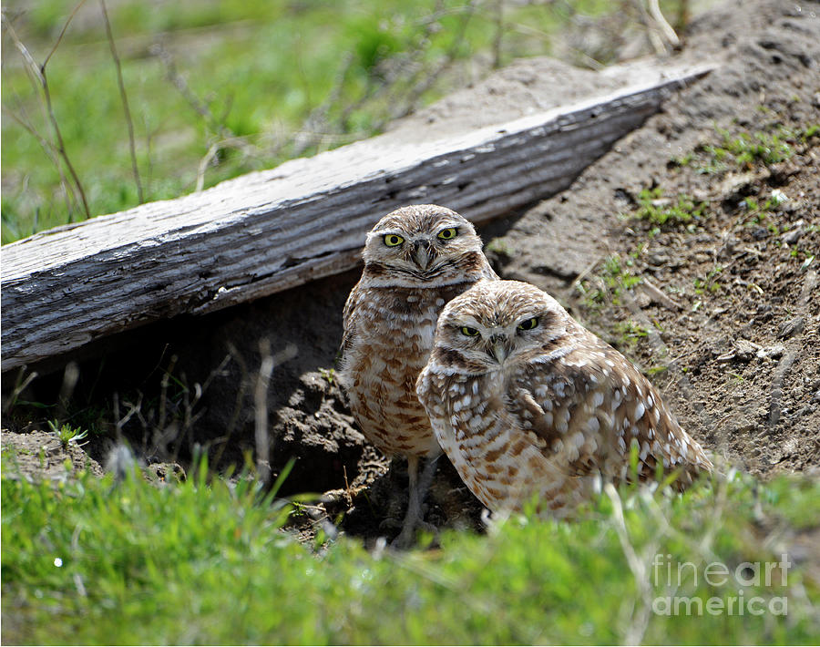 Burrowing Owls Photograph by Denise Bruchman