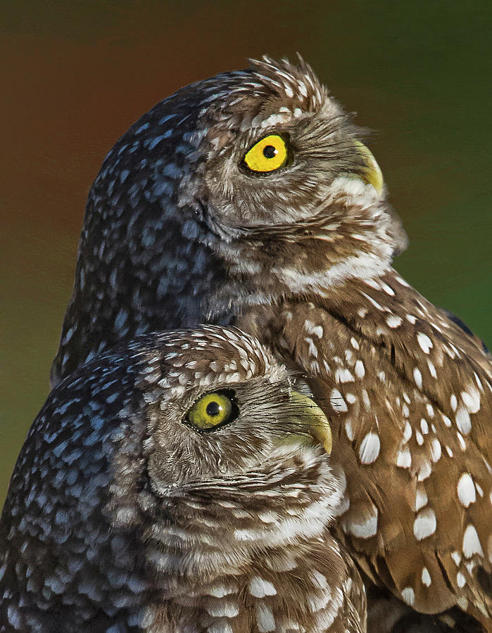 Burrowing Owls  Photograph by Denise Saldana