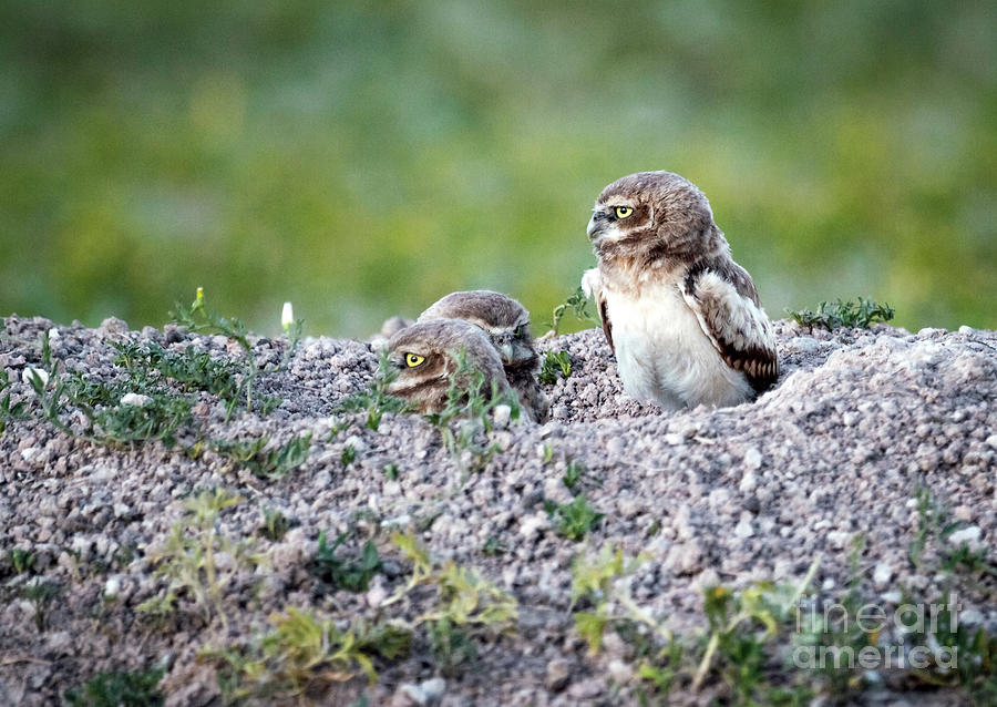Burrowing Owls Photograph by Karen Jorstad