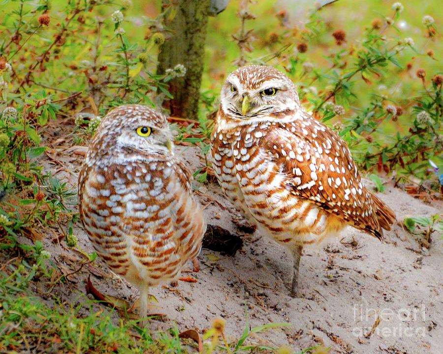 Burrowing Owls Photograph by Lisa Kilby