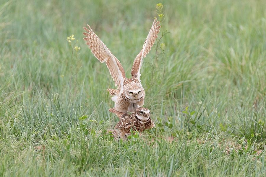 Burrowing Owls Mating on the Great Plains Photograph by Tony Hake
