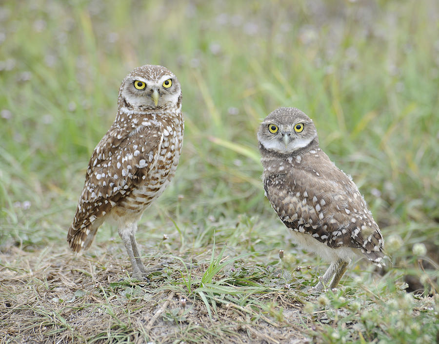Burrowing Owls nesting Photograph by Keith Lovejoy