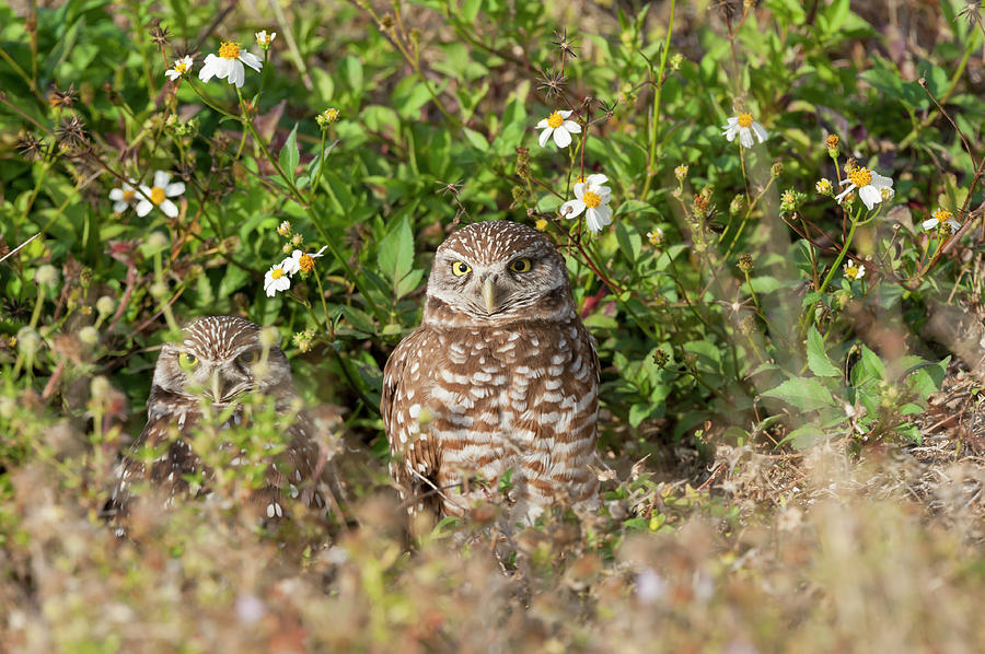 Burrowing owls outside their den Photograph by Dan Friend Burrowing owls outside their den Photograph by Dan Friend