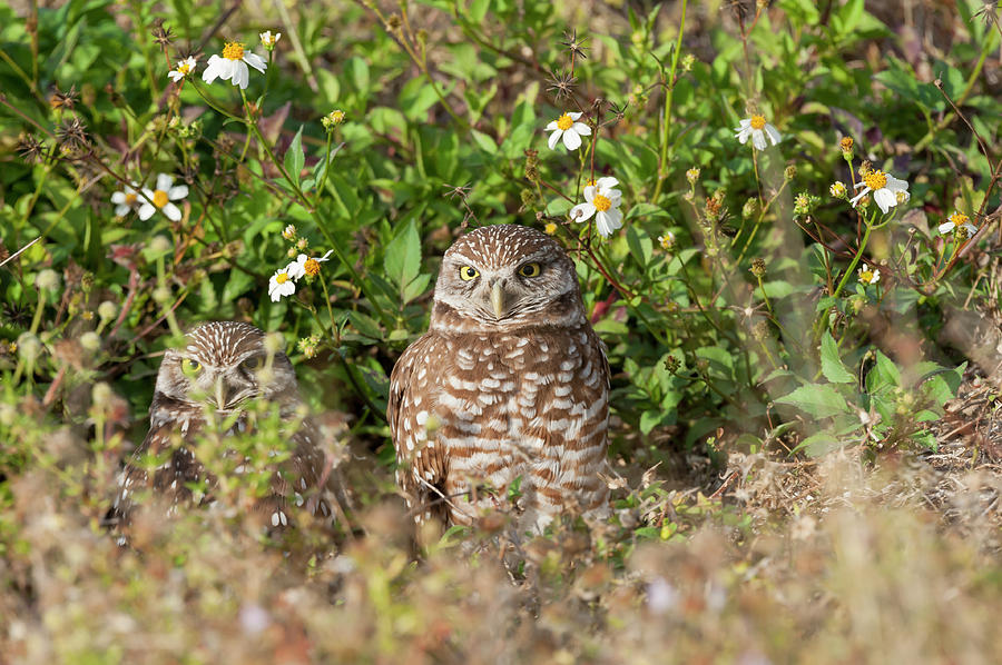 Burrowing owls outside their den Photograph by Dan Friend