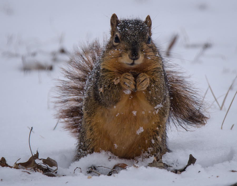 Burrrrr... Photograph by Steve Marler - Pixels