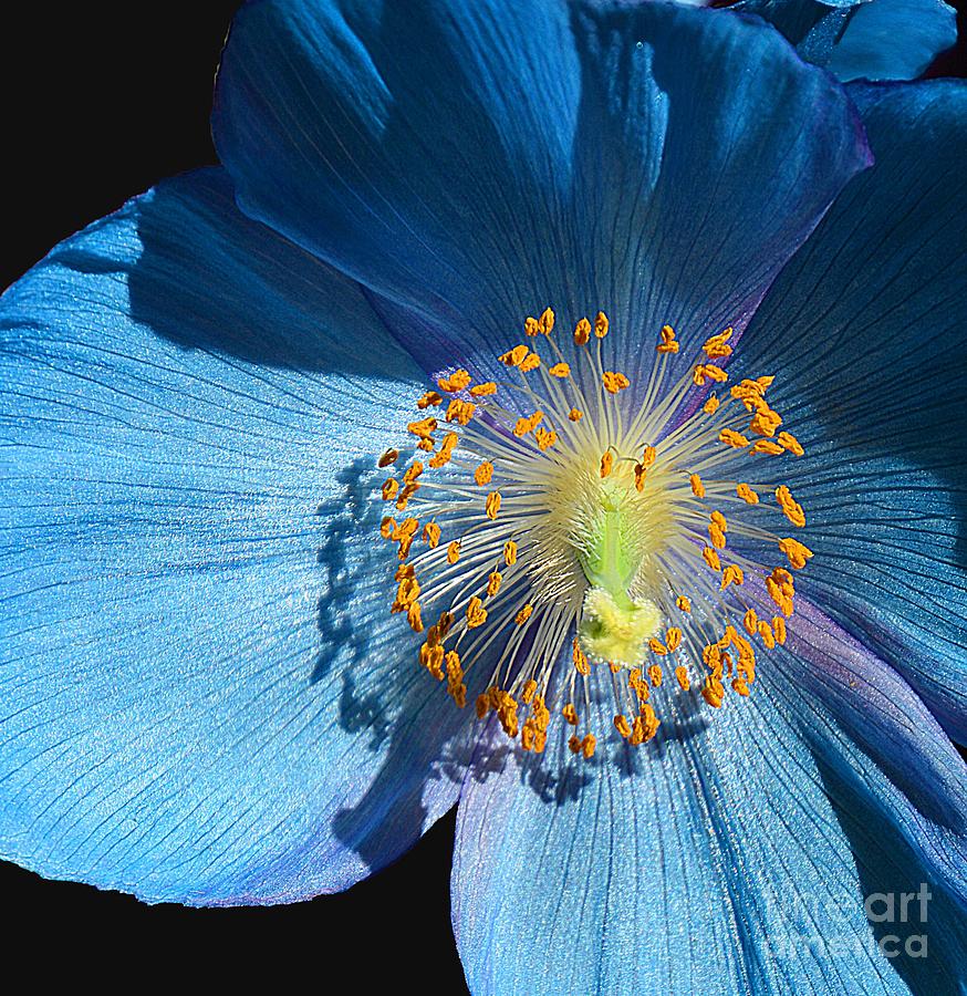 Burst of Blue Photograph by Cindy Manero