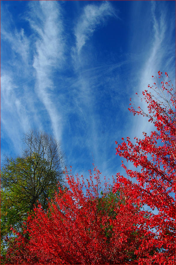 Fall Photograph - Burst of Color by Gerry Tetz