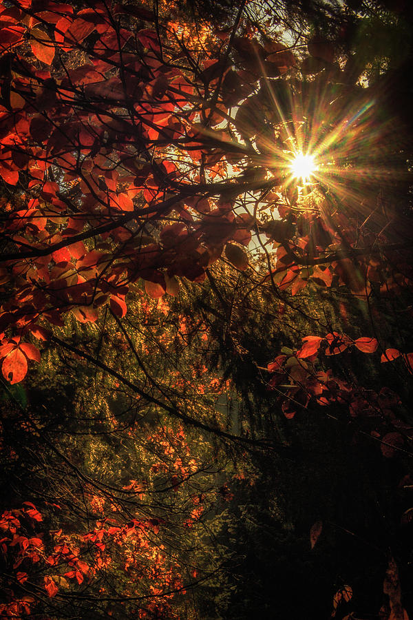 Burst of Fall Photograph by Marnie Patchett