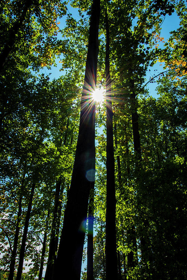 Burst of Light Photograph by Denise Harty - Fine Art America