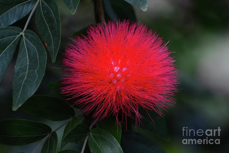 Burst of Red Photograph by Cindy Manero