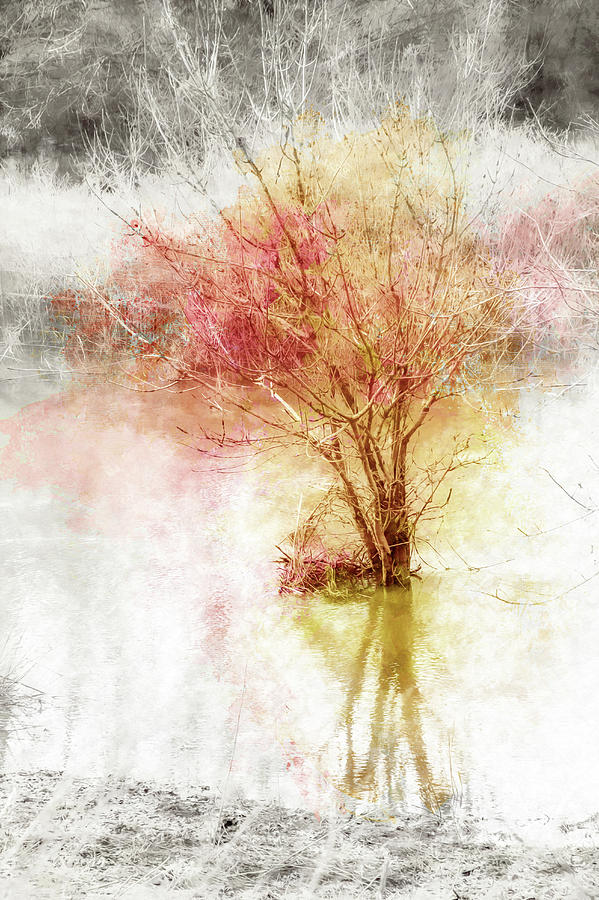 Burst of Autumn Color in Winter Digital Art by Terry Davis