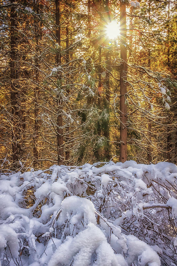 Burst of Winter Photograph by Marnie Patchett