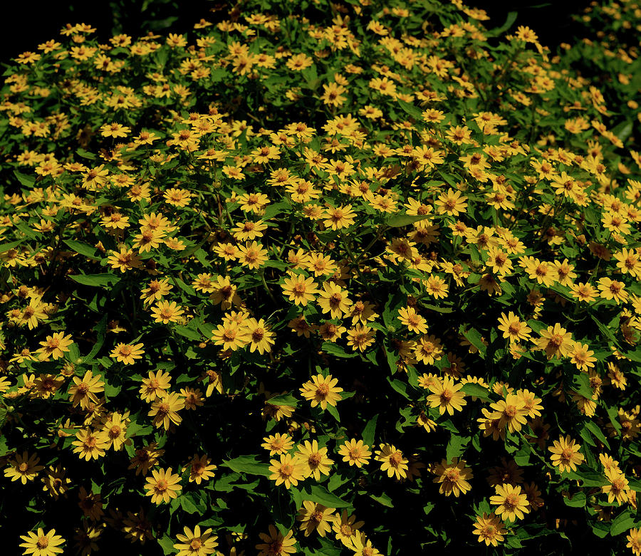 Burst of Yellow Photograph by Karen Harrison Brown