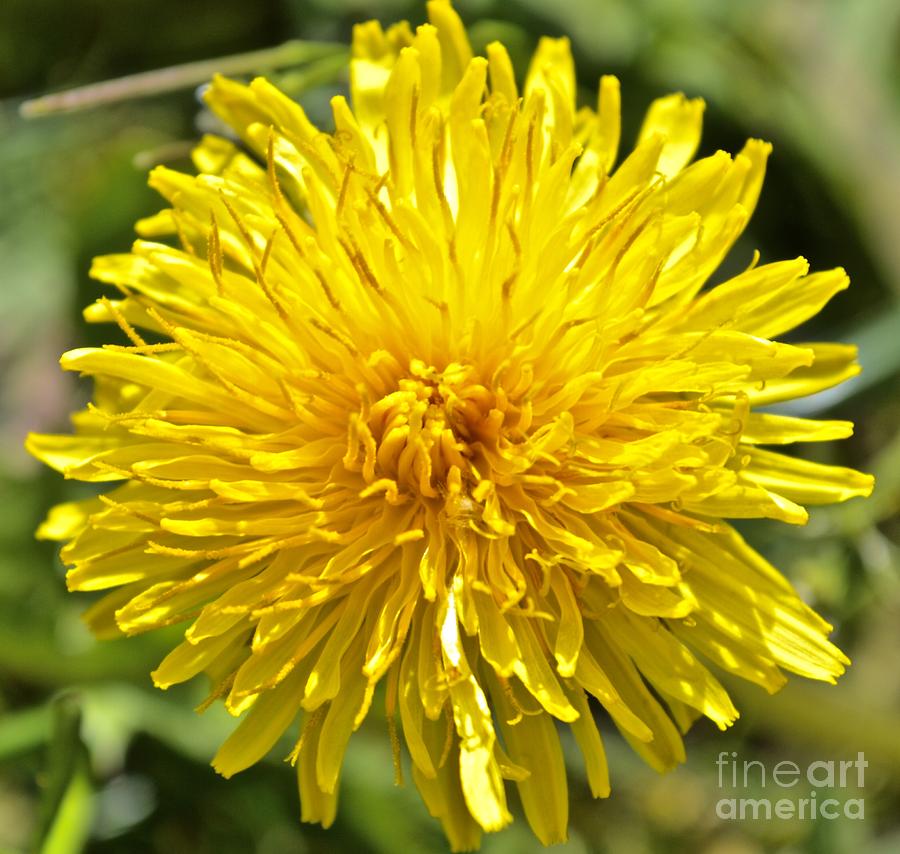 Burst of Yellow Photograph by Photos By Zulma | Fine Art America