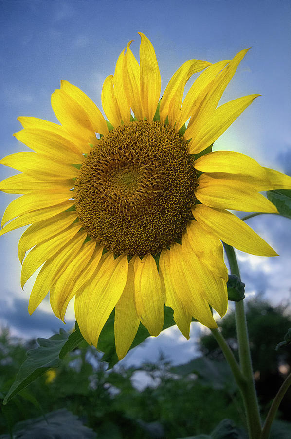 Burst Of Yellow Photograph by Robert Fawcett | Fine Art America