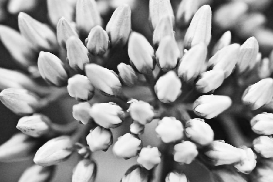 Flower Photograph - Burst by R K