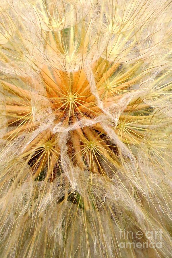 Nature Photograph - Bursting achenes by Frank Townsley