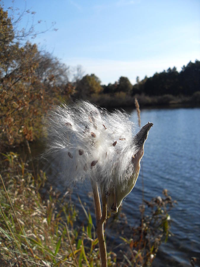 Bursting Cattail Photograph By June Goggins Fine Art America