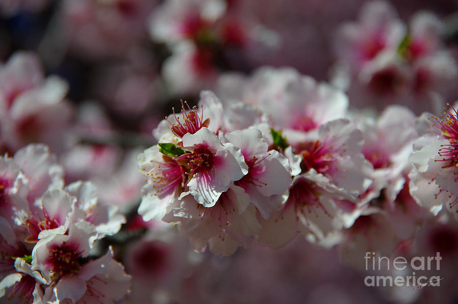 Bursting into Spring Photograph by Vicki Pelham