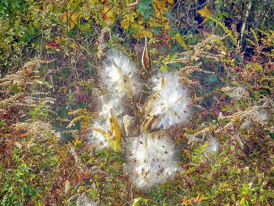 Bursting Milkweed Seed Pods Photograph by Constantine Gregory