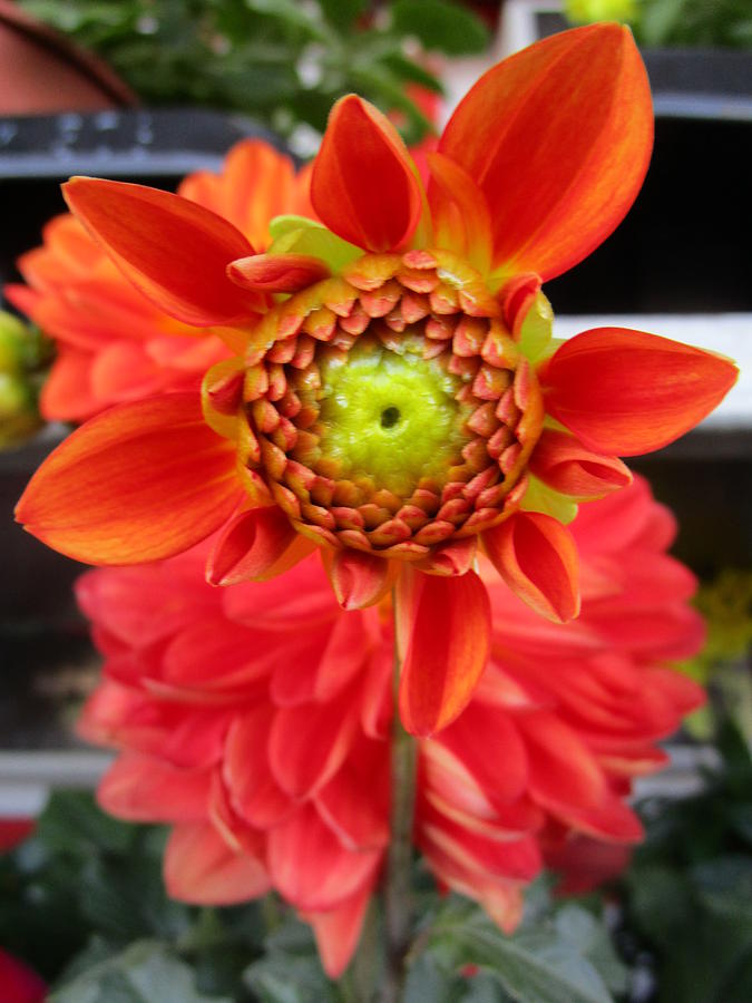 Bursting up in orange Photograph by Rosita Larsson